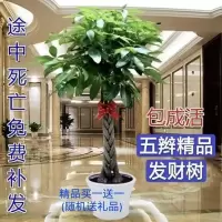 发树盆栽室内客厅桌面绿植辫子大发树盆栽招树吸甲醛植物