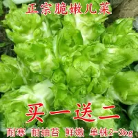 四川儿菜种子 早熟抱子芥娃娃菜胖儿菜秋季盆栽四季播蔬菜籽