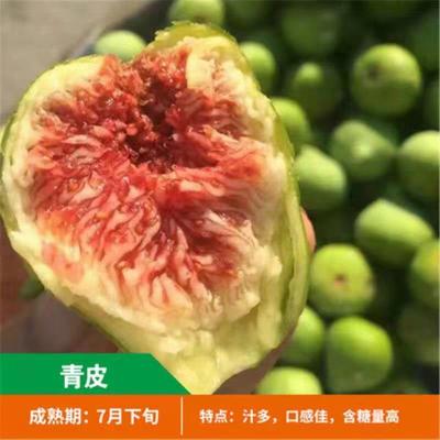 无花果树苗 耐寒地栽大盆栽阳台矮化波姬红当年结果南北方种植