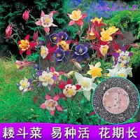 2000粒欧洲耧斗菜种子大花重瓣四季阳台室外庭院花种子猫爪花