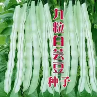九粒白芸豆种子豆角四季豆架豆种高产春季四季农家菜园蔬菜种子