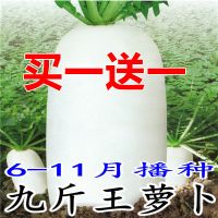 九斤王种子白萝卜种籽蔬菜种子不空心春不老种子大四季秋季播种