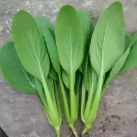 鸡毛菜种子 18天可吃四季小白菜青菜油菜种籽 阳台盆栽蔬菜蔬莱孑