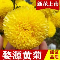 [正宗黄菊茶]正宗黄菊花非胎菊贡菊抗白菊泡茶泡水100g 100g