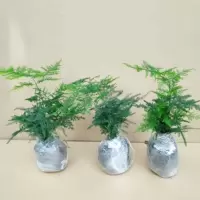 [带盆栽好]文竹盆栽花卉绿植客厅办公室内桌面绿植植物 三颗小苗