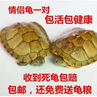 2-3cm刚出生 两个情侣+免费试吃龟粮 巴西小乌龟活体外塘巴西龟宠物水龟金线龟活物龟金龟龟苗