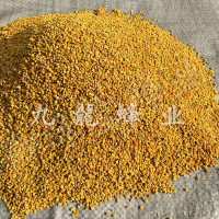 蜜蜂饲料养蜂蜂用花粉养蜂喂蜂专用花粉蜂粮蜂用颗粒粉油菜杂粉