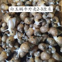 10只白玉蜗牛(2-3厘米) 标准包装 白玉蜗牛活体饵料 幼苗0-3厘米 喂乌龟 喂蛇