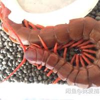 海南间脚13-16cm一只 无套餐 蜈蚣活体 广西黄脚多棘宠物蜈蚣活体另类宠物异宠好养练手奇趣宠