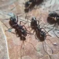 10工 小莫蚁馆 聚纹双刺猛蚁 宠物蚂蚁活体 蚂蚁城堡 蚂蚁工坊 巢穴