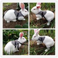 兔礼服s码 兔子牵引绳子溜兔绳兔兔礼服兔子西服装兔兔结婚西服猫绳遛猫绳