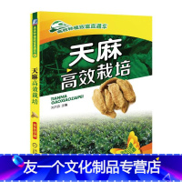 天麻个