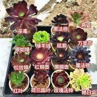 黑法师多肉植物大颗 多头 超大法师三仙法师多肉老桩组合绿植盆栽 随机单头法师10棵[5个品种]