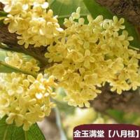 桂花树苗 桂花盆栽桂花苗室内外庭院浓香型花卉绿植金桂四季桂花 [八月桂]浓香型 2年苗[明年开花]