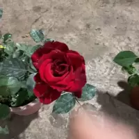 玫瑰花盆栽玫瑰花苗花卉四季开花欧洲月季带花苞蔷薇室内外阳台 中国红