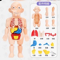 J54-人体器官模型器官颜色随机 人体模型儿童玩具科教器官DIY拼装启蒙实验教具医学益智早教