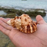 [5-6CM] 天然海螺贝壳珊瑚海星金蛙螺寄居蟹替换壳鱼缸造景摆件贝壳工艺品