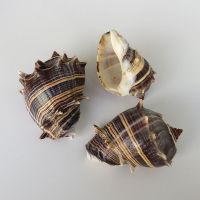 刺猬香螺5-6厘米 自然海螺贝壳刺猬香螺寄居蟹卷贝鱼替换壳鱼缸水族造景摆件