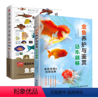 [正版]2册 金鱼养护与鉴赏这本就够+观赏鱼完全图鉴 书籍