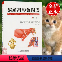 [正版] 猫解剖彩色图谱 动物解刨学犬猫解刨图谱猫内科学小动物外科手术学小动物急诊外科犬猫疾病诊疗学鉴别诊断猫常见