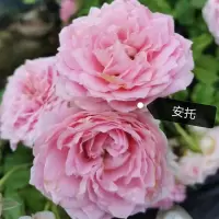 [粉]安托-带花带苞发货 树杆粗0.8-1.1CM高约75CM 月季花浓香大花嫁接月季花卉盆摘庭院阳台四季开花棒棒糖耐寒