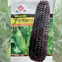 沪紫黑糯1号玉米40克原包装 黑甜糯玉米种子超甜水果玉米种籽孑大全非转基因四季高产特大耐旱