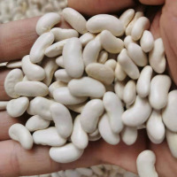 白腰豆贵州特产农家小白豆 二白豆子五谷杂粮散装豆类小白芸豆5斤