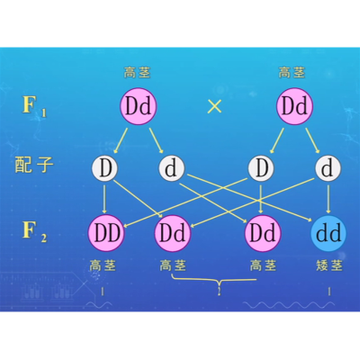 性状分离比的模拟实验