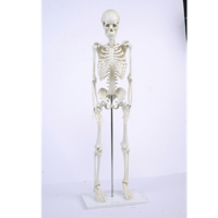 儿童骨骼模型