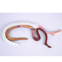 血吸虫模型 雌雄合抱血吸虫模型吸血虫生物解剖模型实验解剖模型可拆装教学仪器生物实验器材 教具