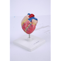 心脏解剖自然大心脏医学教学模型
