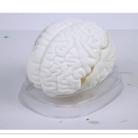 脑解剖模型 人脑动脉构造脑神经