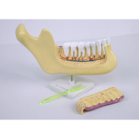 牙列及磨牙解剖模型 刷牙教具假牙仿真树脂口腔模型放大牙齿解剖备牙练习拆卸