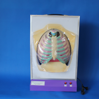 人体呼吸运动模型 初中生物实验器材教具学具教学仪器肺呼吸模型小学科学