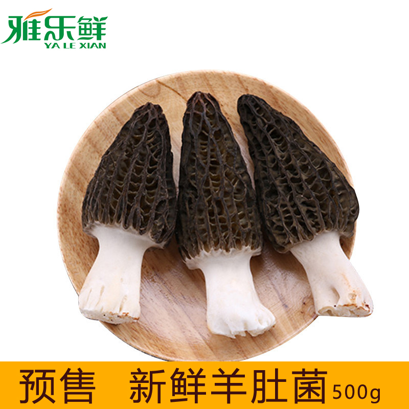羊肚菌预售-雅乐鲜新鲜云南特产蘑菇生态蘑菇生鲜南北干货