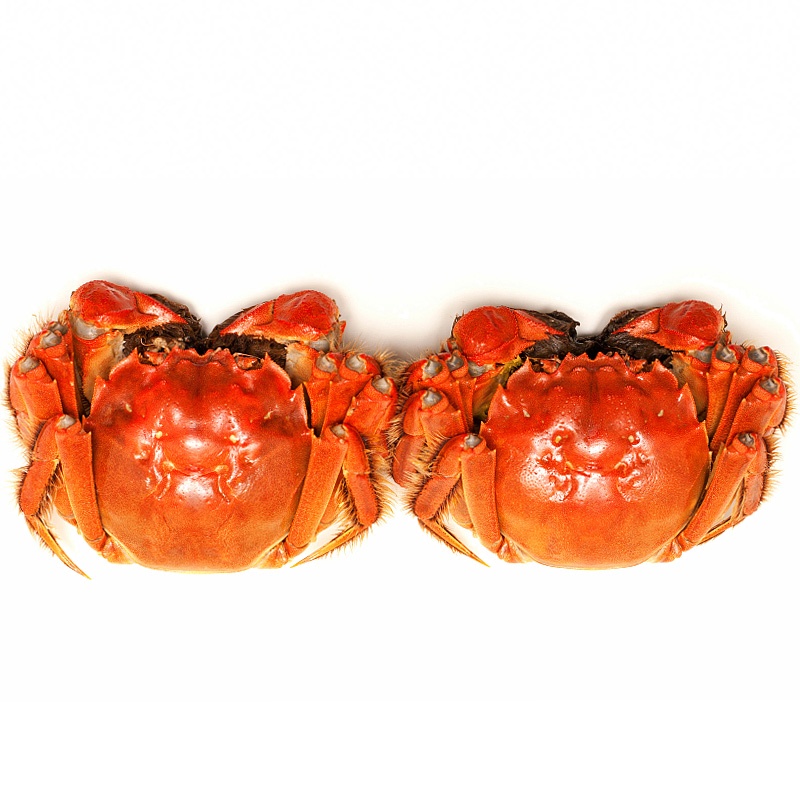 [送礼推荐装]一对活宝 大闸蟹 鲜活螃蟹公3.5-4两 母蟹2.5-3两 10只礼盒装