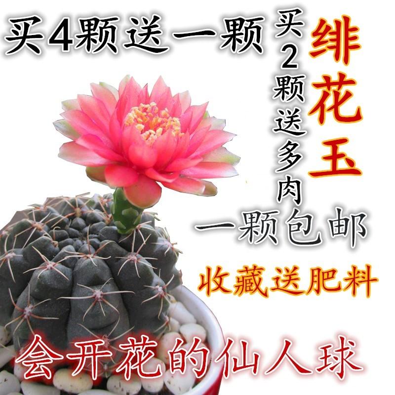 多肉植物仙人球绯花玉 会开花的仙人球绯花玉 防辐射花卉绿植(请先与客服确认再下单)