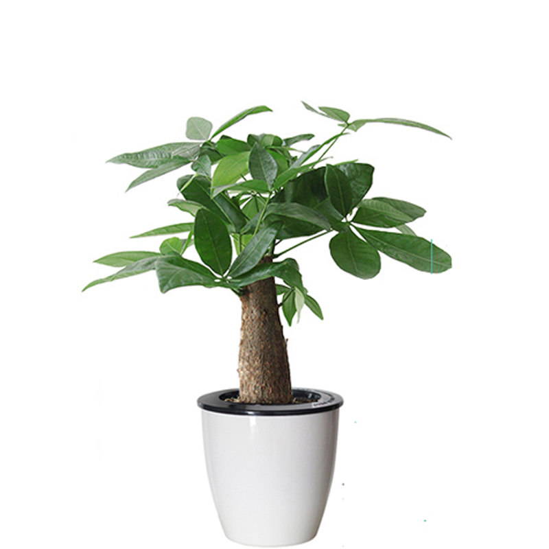 欧斯若(OUSSIRRO)发财树办公桌面绿植小盆栽净化空气观叶植物客厅招财趣味