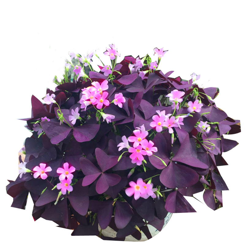 【5颗装】紫叶酢浆草种子种根 红叶幸运草 紫蝴蝶 紫三叶种球种子 叶片紫红