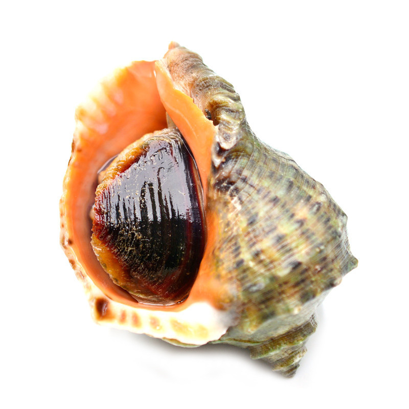 大海螺 香螺 海螺 鲜活水产 贝类 1.5KG