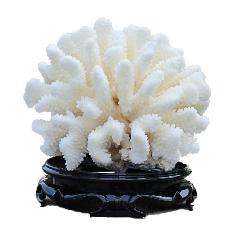 天然白珊瑚菜花鹿角海螺贝壳鱼缸造景石装饰家居摆件礼物道具