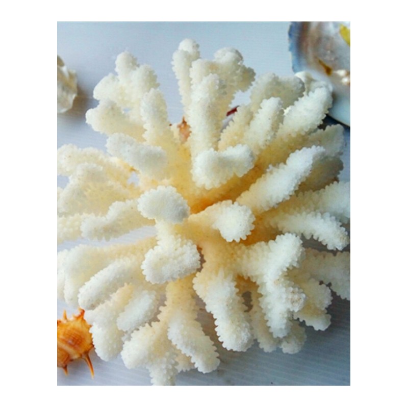 天然海螺贝壳精品白珊瑚摆件鱼缸水族造景珊瑚家居招财树