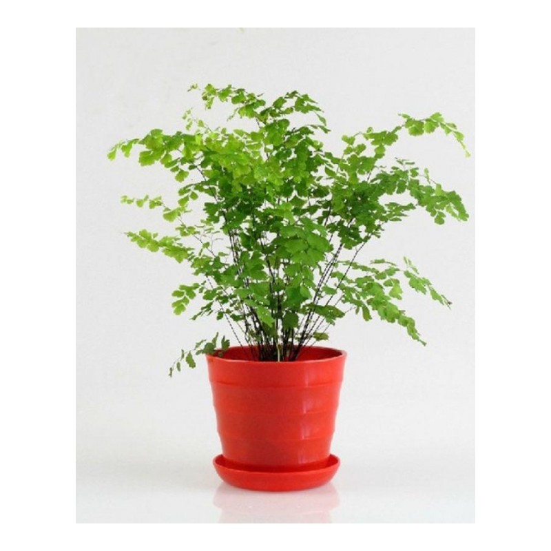 铁线蕨中型植物可水培适合室内盆栽绿植吸甲醛净化空气吸收二手烟