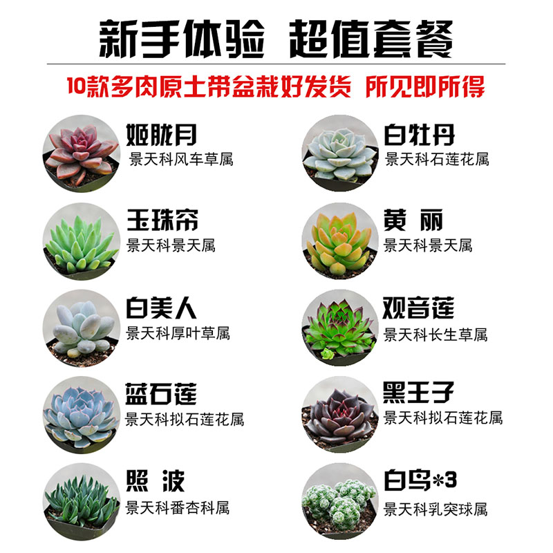 多肉植物组合盆栽套装含盆带土办公室绿植花卉-新手组合套餐(10盆)