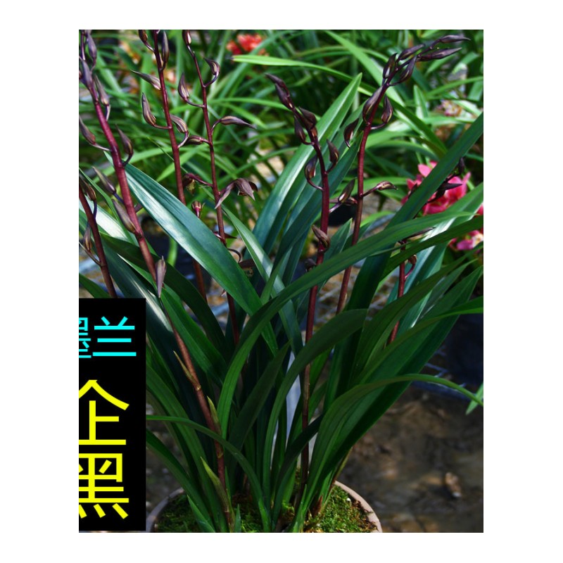 清香型兰花苗[企黑]墨兰花盆栽室内花卉绿植好养易活