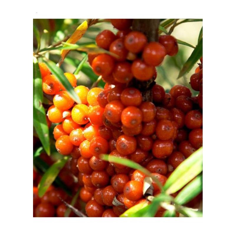 沙棘林木种子果树水果药材种子四季种南方北方种带刺植物10元