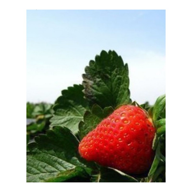 莓苗十颗四季牛奶莓苗盆栽红颜阳台庭院莓苗攀援大苗当年结