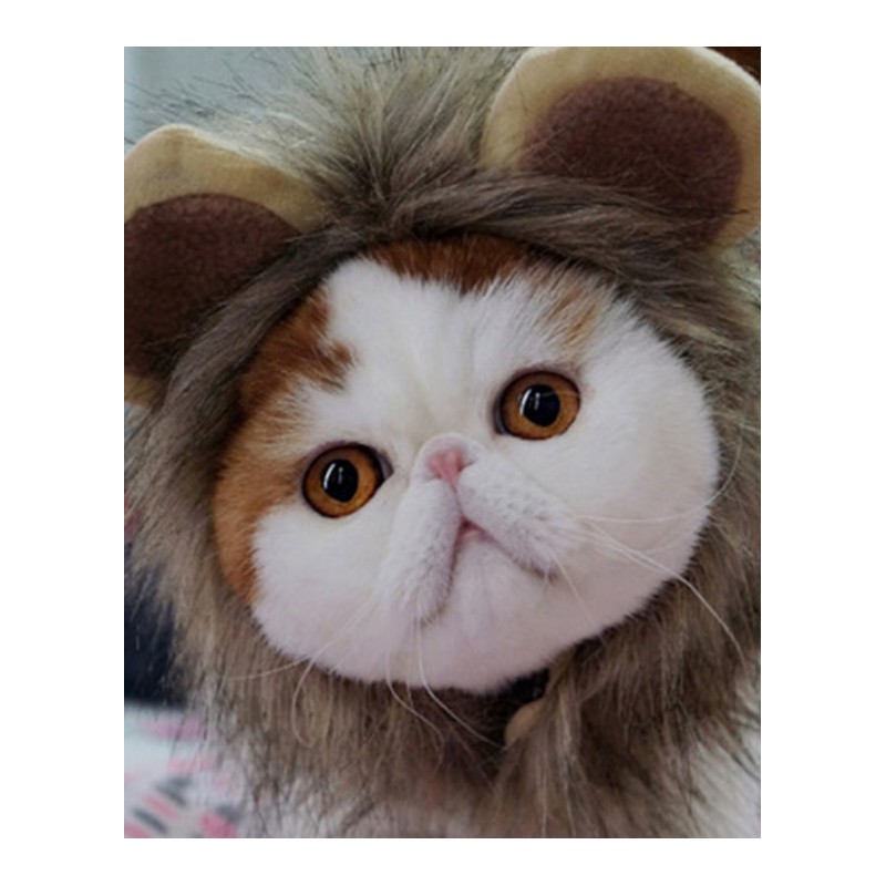 狮子头套猫咪帽子猫咪可爱变身搞怪宠物帽子宠物饰品猫咪头饰假