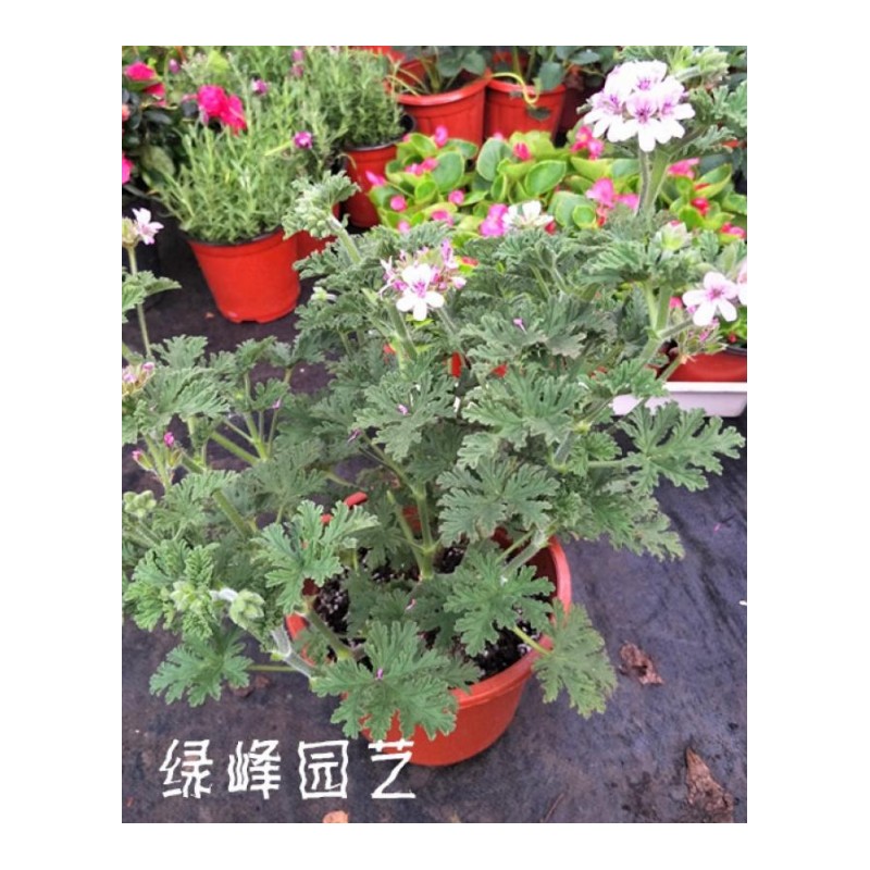 庭院花卉香驱蚊盆栽香艾遏驱蚊阳台食用防蚊虫叮咬