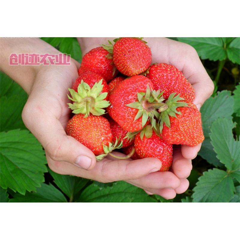 特色水果莓苗子 大红奶莓种子 阳台种植盆栽家庭菜园四季生长